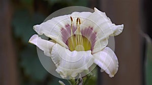Pandora`s Box Hemerocallis flower