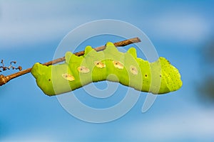 Pandora Sphinx Caterpillar