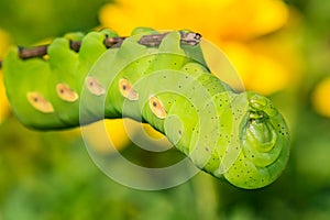 Pandora Sphinx Caterpillar