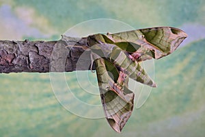 Pandora sphinx moth with green nature background.