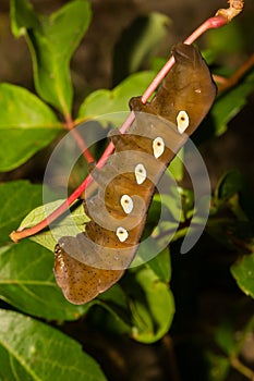 Pandora Sphinx Moth Larva