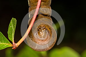 Pandora Sphinx Moth Larva