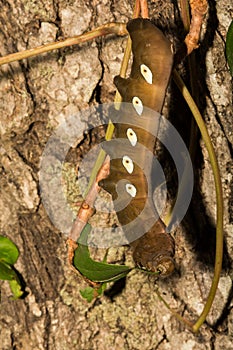 Pandora Sphinx Moth Larva