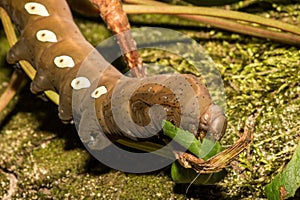 Pandora Sphinx Moth Larva