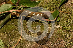 Pandora Sphinx Moth Larva