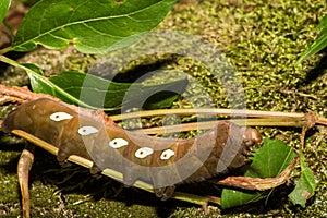 Pandora Sphinx Moth Larva