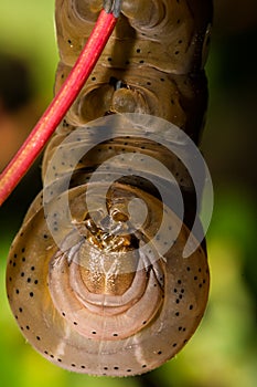 Pandora Sphinx Moth Larva