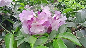 Pandorea Flower
