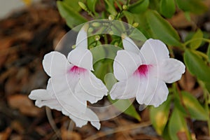 Pandorea jasminoides, Bower of Beauty, Bower Vine