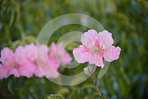 Pandorea jasminoides  bower vine pink flowers close-up