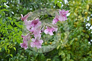 Pandorea jasminoides  bower vine pink flowers with green background