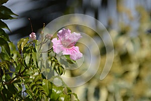 Pandorea jasminoides flower