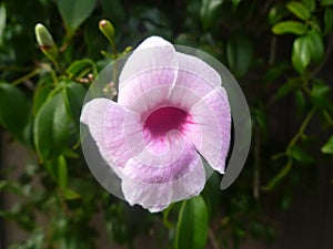 Pandorea jasminoides. Macro close up view.