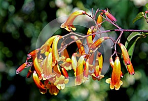 Pandorea pandorana, Gold Wonga Wonga Vine, Golden Showers