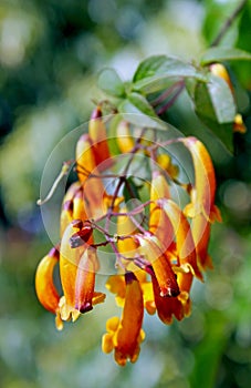 Pandorea pandorana, Gold Wonga Wonga Vine, Golden Showers