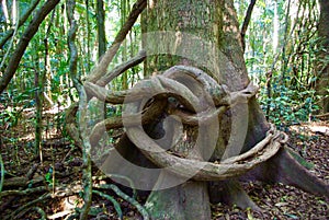 Pandorea pandorana Wonga Vine encircles huge tree in Mary Cairncross Reserve