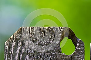 A panel of wooden fence with blurry green trees bokeh in background