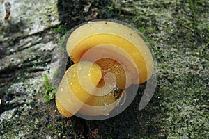 Panellus serotinus fungi mushrooms