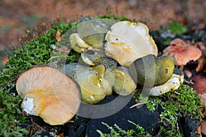 Panellus serotinus mushroom