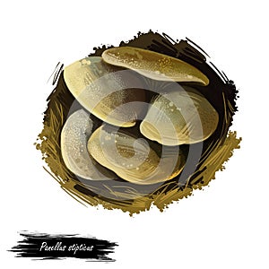 Panellus stipticus, bitter oyster or astringent panus, luminescent panellus or stiptic mushroom closeup digital art illustration. photo
