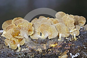 Panellus stipticus commonly known as the bitter oyster is a species of fungus in the family Mycenaceae