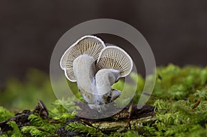 Panellus stipticus commonly known as the bitter oyster is a species of fungus in the family Mycenaceae