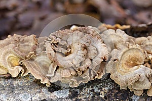 Panellus stipticus is a species of fungus in the family Mycenaceae, and the type species of the genus Panellus.