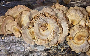 Panellus stipticus is a species of fungus in the family Mycenaceae, and the type species of the genus Panellus