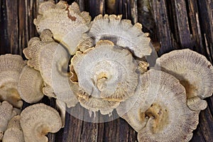 Panellus stipticus is a species of fungus in the family Mycenaceae, and the type species of the genus Panellus.