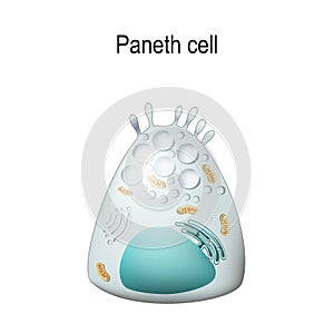 Paneth cell photo