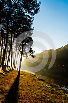 Pang oung lake and pine forest with sunrise in Mae Hong Son , Thailand