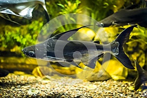 Panga fish in aquarium photo