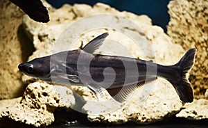 Panga fish, Pterogymnus laniarius photo