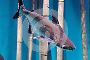 Pangasianodon hypophthalmus in the aquarium