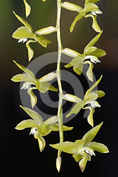 Pangasinan Dendrochilum Orchid