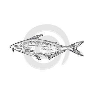 Pangasius or Basa Hand Drawn Vector Illustration. Abstract Fish Sketch. Engraving Style Drawing.