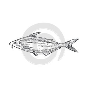 Pangasius or Basa Hand Drawn Vector Illustration. Abstract Fish Sketch. Engraving Style Drawing. photo