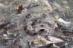 Pangasius eat fish feed
