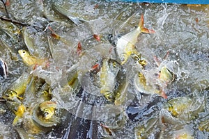 Pangasius fish and carp