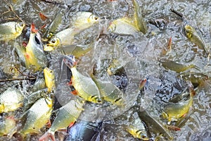 Pangasius fish and carp