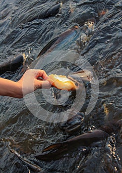 Pangasius fish eat the bread