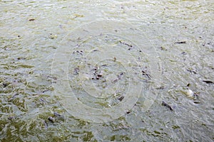 Pangasius fish or Vietnamese catfish are scrambling to eat in a farming pond. Beautiful wild catfishes eating feed in ponds