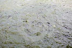 Pangasius fish or Vietnamese catfish are scrambling to eat in a farming pond. Beautiful wild catfishes eating feed in ponds