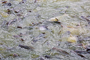 Pangasius fish or Vietnamese catfish are scrambling to eat in a farming pond. Beautiful wild catfishes eating feed in ponds