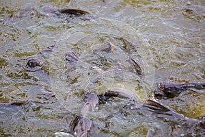 Pangasius fish or Vietnamese catfish are scrambling to eat in a farming pond. Beautiful wild catfishes eating feed in ponds