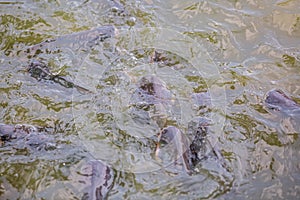 Pangasius fish or Vietnamese catfish are scrambling to eat in a farming pond. Beautiful wild catfishes eating feed in ponds