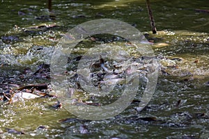 Pangasius fish or Vietnamese catfish are scrambling to eat in a farming pond. Beautiful wild catfishes eating feed in ponds