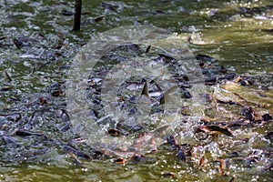 Pangasius fish or Vietnamese catfish are scrambling to eat in a farming pond. Beautiful wild catfishes eating feed in ponds