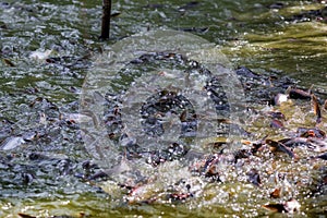 Pangasius fish or Vietnamese catfish are scrambling to eat in a farming pond. Beautiful wild catfishes eating feed in ponds