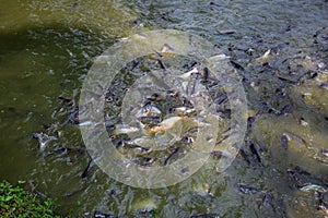 Pangasius fish or Vietnamese catfish are scrambling to eat in a farming pond. Beautiful wild catfishes eating feed in ponds